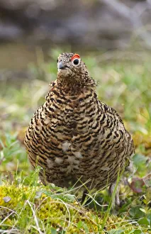 Willow grouse (willow Ptarmigan), Yttygran Island, Bering Sea, Russia Far East