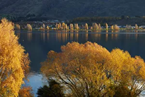 Central Otago Prints: Willow and poplar trees in autumn, Lake Wanaka, Otago, South Island, New Zealand
