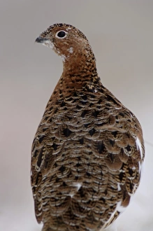 Images Dated 2nd September 2005: willow ptarmigan, Lagopus lagopus, in Denali National Park, interior Alaska
