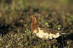 Molting Prints: Willow Ptarmigan, Lagopus lagopus, male, Gednjehogda, Norway