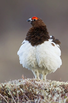 Ptarmigan Prints: Willow Ptarmigan (male)