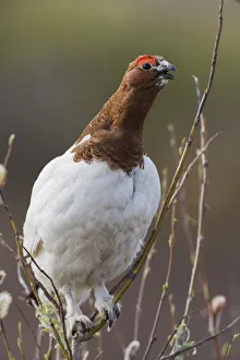 Images Dated 12th September 2019: Willow Ptarmigan, Voice of the Arctic Tundra