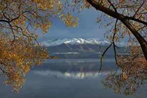 Central Otago Prints: Willow tree and Buchanan Peaks reflected in Lake Wanaka, Otago, South Island, New Zealand