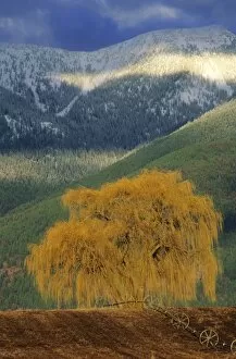 Images Dated 27th August 2008: Willow tree in farm field with Swan Mountains in the Flathead Valley of Montana