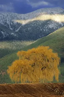 Willow Tree Prints: Willow tree in farm field with Swan Mountains in the Flathead Valley of Montana