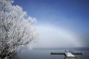 Images Dated 13th July 2007: Willow Tree and Jetty in Hoar Frost, Lake Ohau, Mackenzie Country, South Island