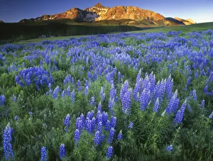 Telluride Prints: Wilson Peak near Telluride in the Colorado Rocky Mountains
