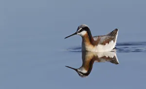 Wilsons Phalarope (female)