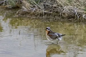 Shorebird Prints: Wilsons Phalarope at Freezeout Lake Wildlife Management Area near Fairfield, Montana, USA