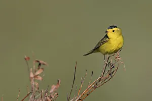 Sub Arctic Prints: Wilsons warble, Sub-arctic willow