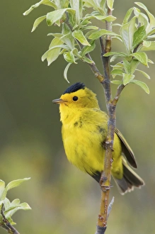 Sub Arctic Prints: Wilsons Warbler