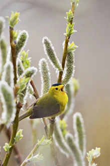 Images Dated 9th June 2014: Wilsons Warbler Singing