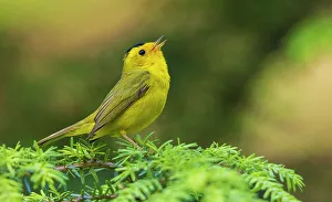 Images Dated 16th January 2023: Wilson's warbler singing, USA, Washington State. Olympic Peninsula