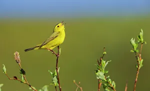 Bush Prints: Wilson's warbler singing from willow perch, Alaska, USA