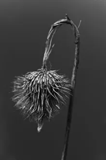 Dead Prints: Wilted thistle head in black and white, Michigan