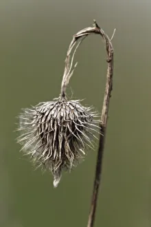Dead Prints: Wilted thistle, Michigan