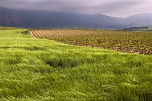 Wind blowing across a green wheat field next to a vineyard with the Sierra Cantabria