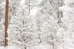 Images Dated 18th December 2005: Wind-blown frosted snow on trees, Mt. Hood National Forest, Oregon