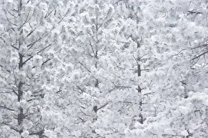 Images Dated 18th December 2005: Wind-blown frosted snow on trees, Mt. Hood National Forest, Oregon
