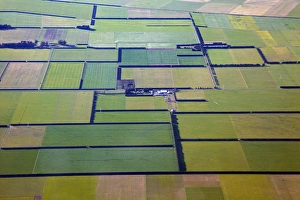 Canterbury Prints: Wind breaks and farmland on Canterbury Plains, near Christchurch, South Island, New