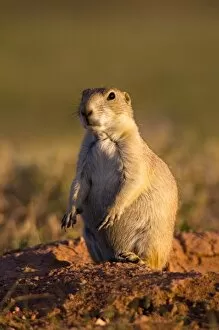Images Dated 18th July 2006: Wind Cave National Park, South Dakota. USA. Black-tailed prairie dog (Cynomys ludovicianus)
