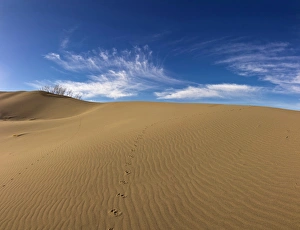Images Dated 26th December 2011: Wind ripples sand dunes at Bruneau Dunes, State Park. ID. Panoramic Image