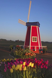 Cheerful Prints: Wind Mill at the Tulip Festival, Woodburn, Oregon, USA