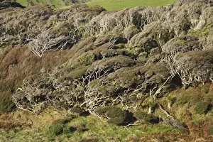 Windblown Prints: Windblown Manuka near Wharariki Beach and Cape Farewell, Nelson Region, South Island