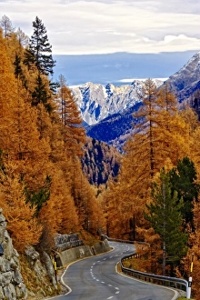 Images Dated 23rd August 2012: Winding road and Larch (Larix europaea) trees in autumn, Swiss Alps