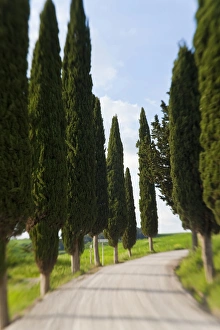 Winding Prints: Winding Road, near Pienza, Tuscany, Italy
