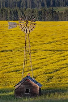 Whitefish Prints: Windmill over canola field in the Flathead Valley of Montana