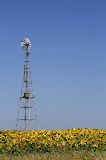 S Eed Prints: Windmill and field of sunflowers north of Necochea, Argentina