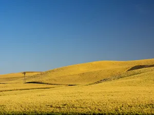 Palouse Prints: Windmill in fields during harvest