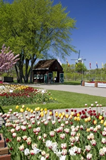 Images Dated 8th May 2006: Windmill Island park with tulips in bloom at Holland, Michigan