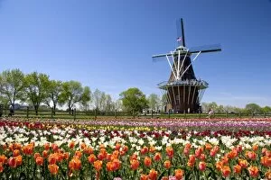 Images Dated 8th May 2006: Windmill Island park with tulips in bloom at Holland, Michigan