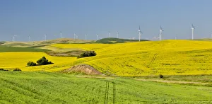 Windmill Prints: Windmills north of Steptoe with wheat and canola fields in foreground, Eastern Washington