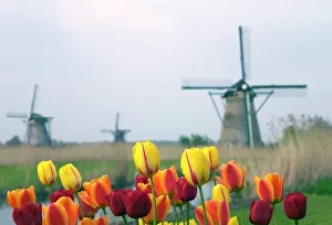 Mill Prints: Windmills and tulips