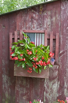Botany Prints: Window Box planter with Red Dragon Wing Begonias (Begonia x hybrida) and American