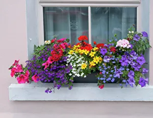 Images Dated 25th January 2023: Window greets visitors in the village of Cong, Connacht County, Ireland