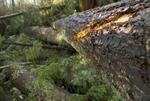 Images Dated 20th January 2007: Windstorm damage, Stanley Park, British Columbia