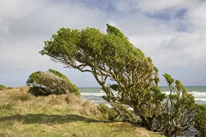 Images Dated 30th April 2006: Windswept Plants, Cape Egmont, Taranaki, North Island, New Zealand
