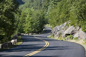 Images Dated 27th August 2007: Windy road in Acadia National Park, Maine