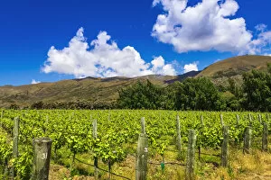 Australia Gallery: Wine grapes at Rippon Vineyard on the shore of Lake Wanaka, Otago, South Island