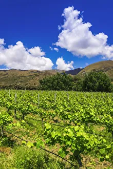 Images Dated 1st July 2021: Wine grapes at Rippon Vineyard on the shore of Lake Wanaka, Otago, South Island