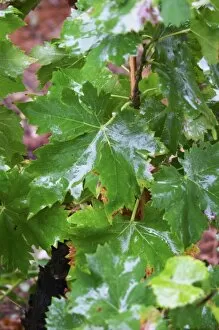 Images Dated 15th October 2005: Wine leaves in the vineyard wet udner the rain. Domaine la Tourade, Andre Andre Richard