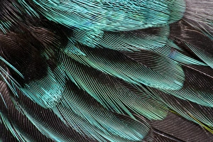 Natural Pattern Prints: Wing Coverts