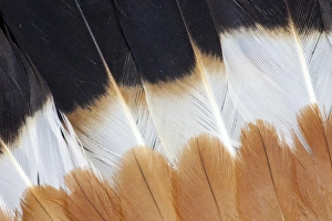Fanned Prints: Wing Fanned out on Northern Lapwing