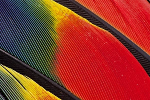 Images Dated 5th March 2010: Wing Feather Design from the Amazon Parrot