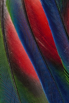 Wing Feather Prints: Wing Feather Design from the Amazon Parrot