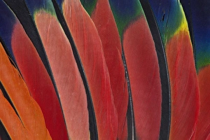 Images Dated 10th March 2010: Wing Feather Design from the Amazon Parrot